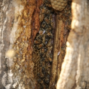 Apis mellifera at Canberra, ACT - 15 May 2018 01:51 PM