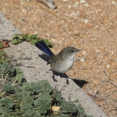 Malurus cyaneus (Superb Fairywren) at Commonwealth & Kings Parks - 15 May 2018 by Alison Milton