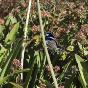 Malurus cyaneus at Canberra, ACT - 15 May 2018