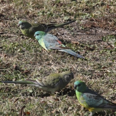 Psephotus haematonotus (Red-rumped Parrot) at Canberra, ACT - 15 May 2018 by AlisonMilton