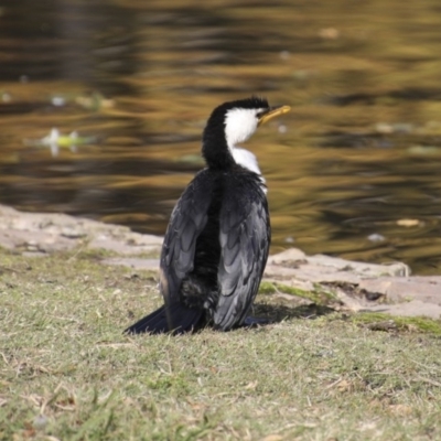 Microcarbo melanoleucos (Little Pied Cormorant) at Mount Ainslie to Black Mountain - 15 May 2018 by AlisonMilton