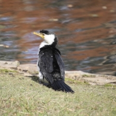 Microcarbo melanoleucos at Canberra, ACT - 15 May 2018 02:18 PM