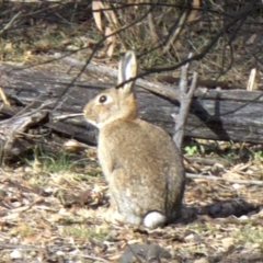 Oryctolagus cuniculus (European Rabbit) at Ainslie, ACT - 15 May 2018 by jb2602