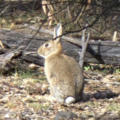 Oryctolagus cuniculus (European Rabbit) at Mount Ainslie - 15 May 2018 by jbromilow50