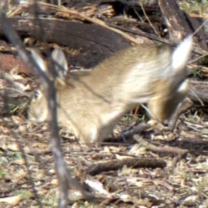 Oryctolagus cuniculus at Ainslie, ACT - 15 May 2018