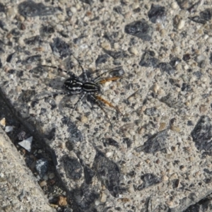 Nyssus coloripes at Parkes, ACT - 15 May 2018 03:18 PM