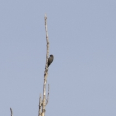 Artamus cyanopterus cyanopterus (Dusky Woodswallow) at Yarralumla, ACT - 15 May 2018 by Alison Milton