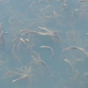 Vallisneria australis at Paddys River, ACT - 9 Apr 2018