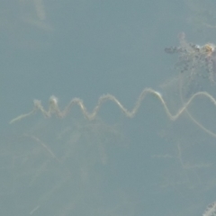 Vallisneria australis at Paddys River, ACT - 9 Apr 2018