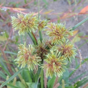 Cyperus eragrostis at Point Hut to Tharwa - 9 Apr 2018