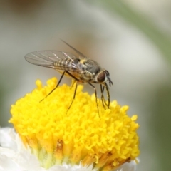 Australiphthiria hilaris (Slender Bee Fly) at Acton, ACT - 7 Dec 2017 by TimL