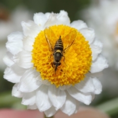 Australiphthiria hilaris at Acton, ACT - 8 Dec 2017 10:16 AM