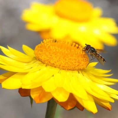 Melangyna viridiceps (Hover fly) at Acton, ACT - 8 Dec 2017 by TimL