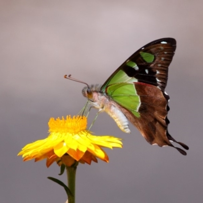 Graphium macleayanum (Macleay's Swallowtail) at ANBG - 23 Feb 2014 by Tim L