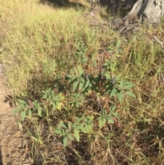 Phytolacca octandra (Inkweed) at Wolumla, NSW - 16 May 2018 by PatriciaDaly