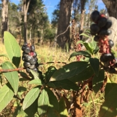 Phytolacca octandra at Wolumla, NSW - 16 May 2018