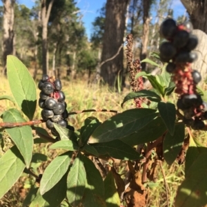 Phytolacca octandra at Wolumla, NSW - 16 May 2018