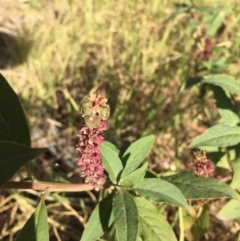 Phytolacca octandra at Wolumla, NSW - 16 May 2018 10:37 AM