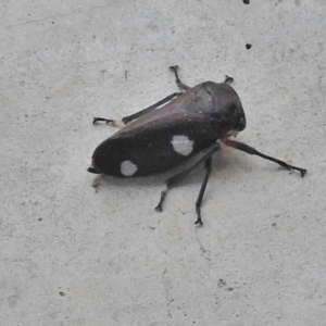 Eurymela distincta at Paddys River, ACT - 15 May 2018