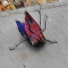 Eurymela distincta at Paddys River, ACT - 15 May 2018