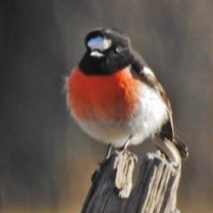 Petroica boodang (Scarlet Robin) at Tennent, ACT - 15 May 2018 by JohnBundock