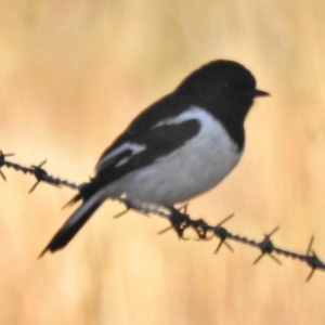 Melanodryas cucullata cucullata at Tennent, ACT - suppressed