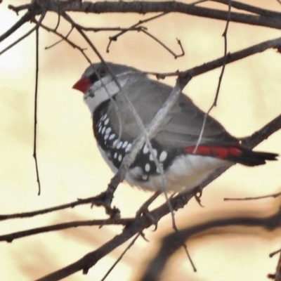 Stagonopleura guttata (Diamond Firetail) at Tennent, ACT - 16 May 2018 by JohnBundock