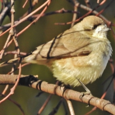 Aphelocephala leucopsis (Southern Whiteface) at Tennent, ACT - 16 May 2018 by JohnBundock