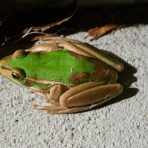 Litoria aurea at undefined - 31 Jan 2018