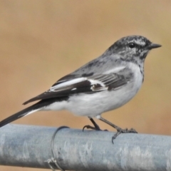 Melanodryas cucullata (Hooded Robin) at Tennent, ACT - 12 May 2018 by JohnBundock