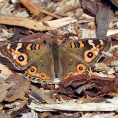 Junonia villida (Meadow Argus) at Acton, ACT - 15 May 2018 by RodDeb