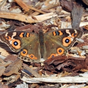 Junonia villida at Acton, ACT - 15 May 2018