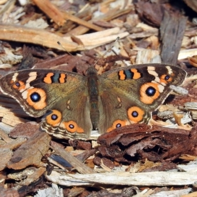 Junonia villida (Meadow Argus) at Acton, ACT - 15 May 2018 by RodDeb