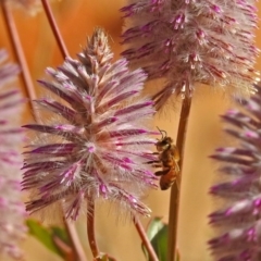 Apis mellifera (European honey bee) at Acton, ACT - 15 May 2018 by RodDeb