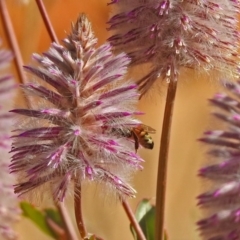 Apis mellifera at Acton, ACT - 15 May 2018