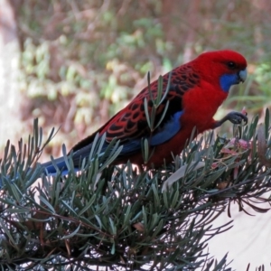 Platycercus elegans at Acton, ACT - 15 May 2018