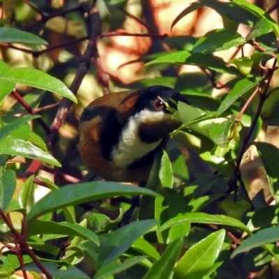 Acanthorhynchus tenuirostris (Eastern Spinebill) at ANBG - 15 May 2018 by RodDeb