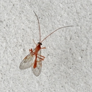 Netelia sp. (genus) at Acton, ACT - 15 May 2018