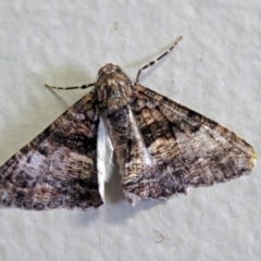 Gastrinodes argoplaca (Cryptic Bark Moth) at Acton, ACT - 15 May 2018 by RodDeb