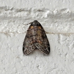 Smyriodes undescribed species nr aplectaria at Acton, ACT - 15 May 2018 by RodDeb