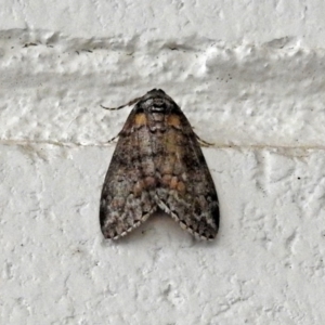 Smyriodes undescribed species nr aplectaria at Acton, ACT - 15 May 2018