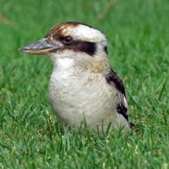 Dacelo novaeguineae (Laughing Kookaburra) at ANBG - 15 May 2018 by RodDeb