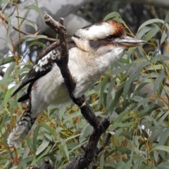 Dacelo novaeguineae at Canberra Central, ACT - 15 May 2018