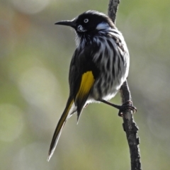 Phylidonyris novaehollandiae (New Holland Honeyeater) at ANBG - 15 May 2018 by RodDeb