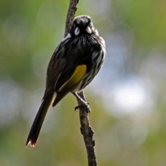 Phylidonyris novaehollandiae at Acton, ACT - 15 May 2018