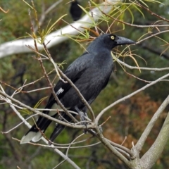 Strepera graculina (Pied Currawong) at ANBG - 15 May 2018 by RodDeb