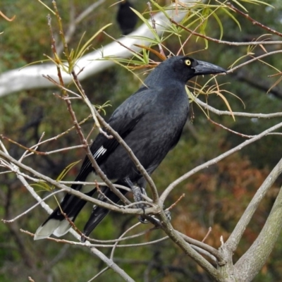 Strepera graculina (Pied Currawong) at Canberra Central, ACT - 15 May 2018 by RodDeb