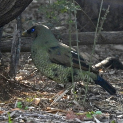 Ptilonorhynchus violaceus (Satin Bowerbird) at ANBG - 15 May 2018 by RodDeb