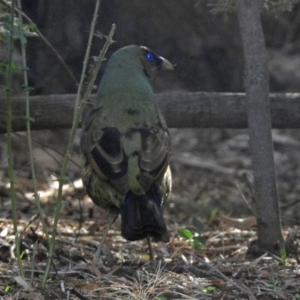 Ptilonorhynchus violaceus at Acton, ACT - 15 May 2018