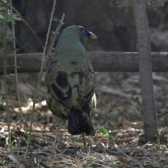 Ptilonorhynchus violaceus at Acton, ACT - 15 May 2018